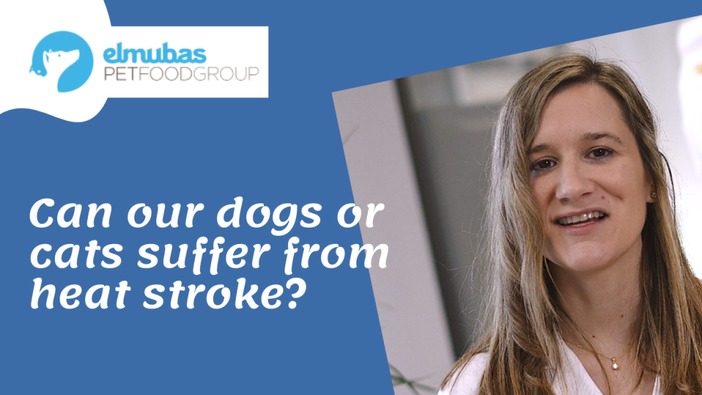 Can our dogs or cats suffer from heat stroke